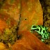 Rana de flecha verde y negro